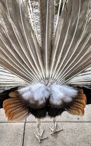 Без названия.jpeg